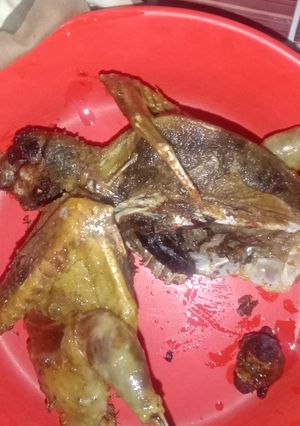 Foto resep Burung dara 🐦 goreng spesial