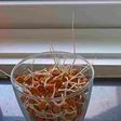 Sprouted Chickpeas
