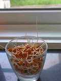 Sprouted Chickpeas