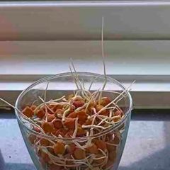 A picture of Sprouted Chickpeas.