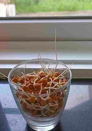 A picture of Sprouted Chickpeas.