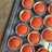 The best chocolate cupcakes