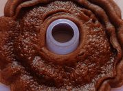 Gambar brownies coklat chocolatos