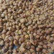 Kacang kribo renyah