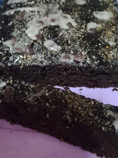 Una foto de Torta de algarroba y mandarina en licuadora y sin azúcar 🍰🍊