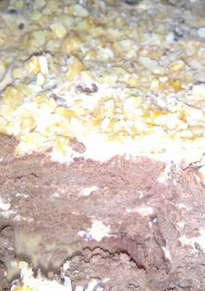 Una foto de Choco torta con Nuez