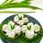 Kelepon Pandan Asli