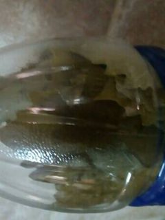 صورة لوصفة طريقة تفريز ورق العنب