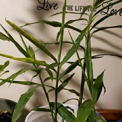 A picture of IBS Healing tea/Hot.