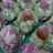 Klepon