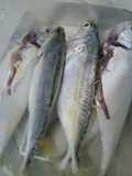 Tips : Cara simpan ikan dalam peti sejuk beku