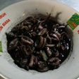 Tumis cumi teriyaki