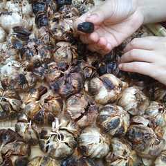 รูปของ Black Garlic