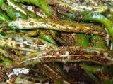 Masala Chilli