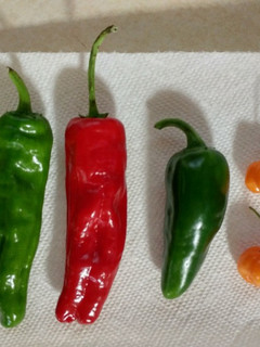 A picture of Salsa I.