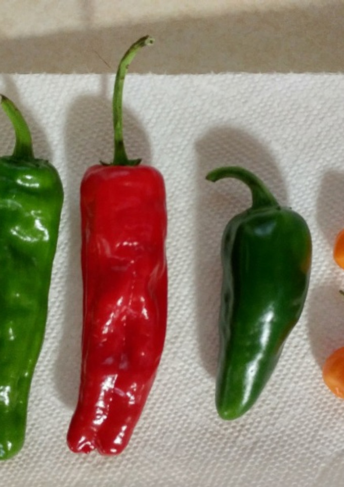 A picture of Salsa I.