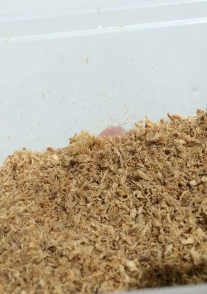 Foto resep Abon homemade