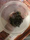 Dried green mint