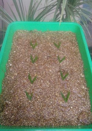 Foto resep Srintil Khas Pekalongan