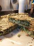 Tarta de verdes con masa sin gluten 💯