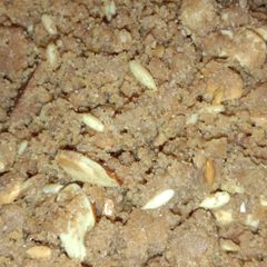 A picture of Panjiri.