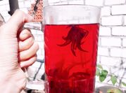 Gambar teh bunga rosella