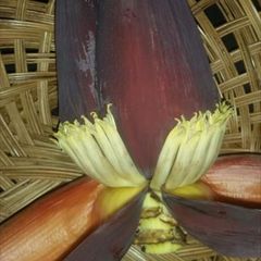 A picture of How to Prepare Banana Blossom/Flower.