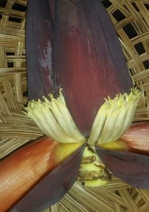 A picture of How to Prepare Banana Blossom/Flower.