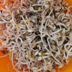 A picture of Mung Bean Sprouts (Tauge).