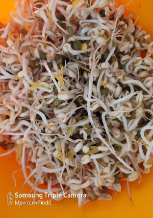 A picture of Mung Bean Sprouts (Tauge).