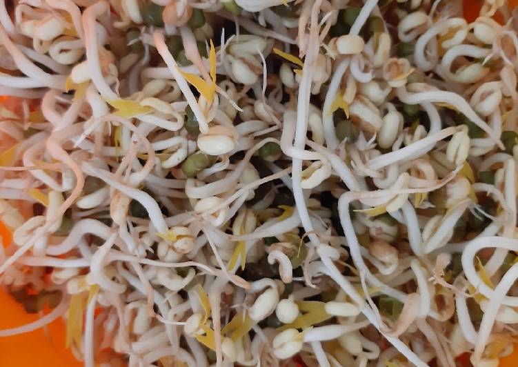 Recipe of Speedy Mung Bean Sprouts (Tauge)