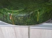 Una foto de torta de arroz cocido