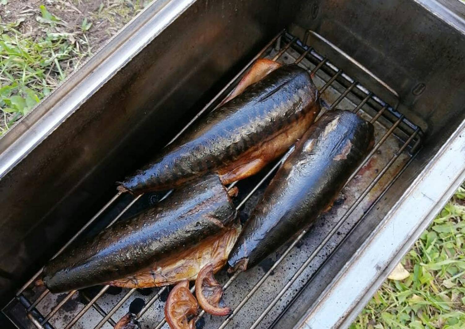 Копчение рыбы скумбрия