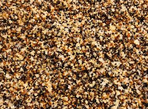 Una foto de Quinoa tricolor