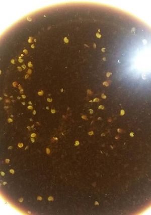 Foto resep Cuko pempek palembang