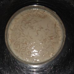 A picture of Seviyan kheer.