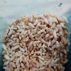 A picture of Masala murmura.