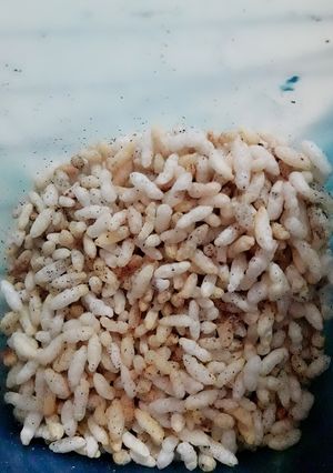 A picture of Masala murmura.