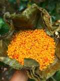 Meethi Boondi