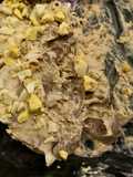 Vitel Tone