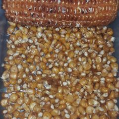 A picture of Corn on the cob on stove.