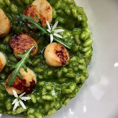 A picture of Wild rocket and scallops risotto.