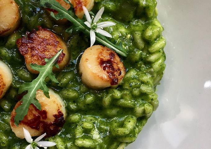 Wild rocket and scallops risotto