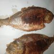 سمك دنيس مقلي