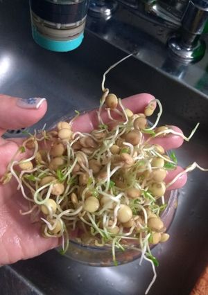 Una foto de Brotes de lentejas
