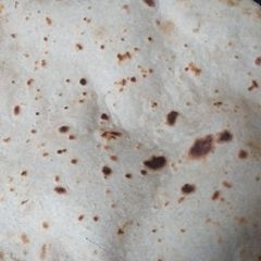 My soft gol roti A picture of My soft gol roti.