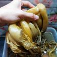 Sayur asin homemade
