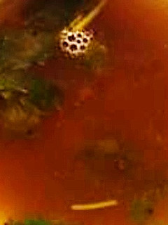 அரிசி திப்பிலி ரசம் செய்முறை முக்கிய புகைப்படம்