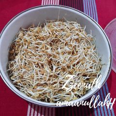 A picture of Fenugreek Seed Sprouts or Methi Daana Sprouts.