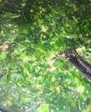 Canh rau đay mồng tơi nấu tôm xay